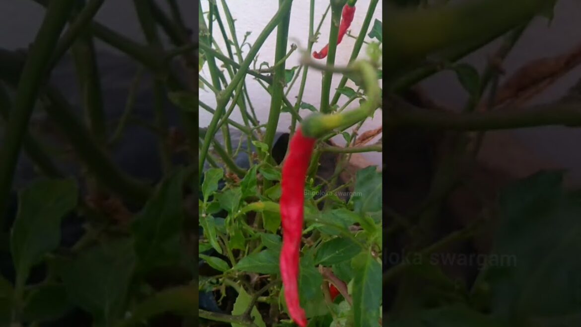 పండు మిరపకాయలు Red mirchi harvest in terrace garden vegetables – organic gardening పండు మిరపకాయలు Red mirchi harvest in terrace garden vegetables - organic gardening