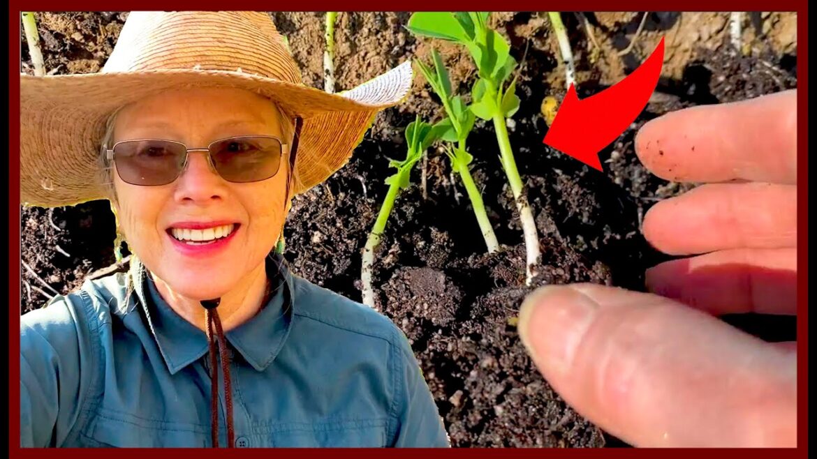 Kaye Kittrell: I’ll NEVER direct sow PEAS again! My NEW method, start to finish! I'll NEVER direct sow PEAS again! My NEW method, start to finish!