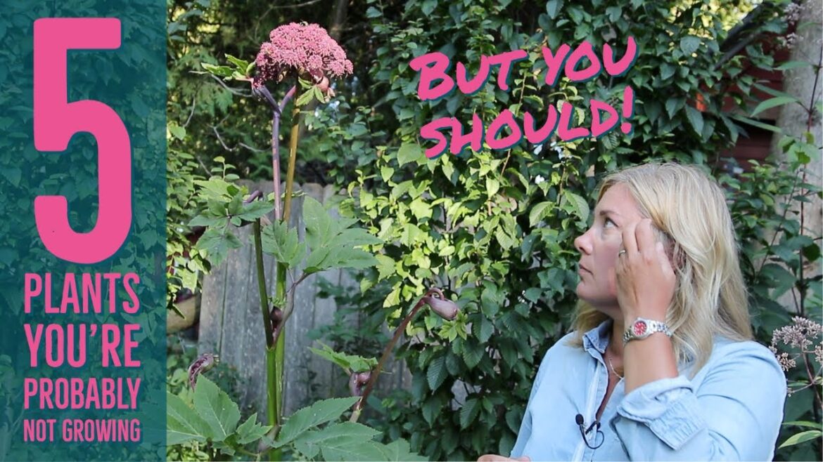 5 plants you probably don’t grow but should | The Impatient Gardener 5 plants you probably don't grow but should | The Impatient Gardener