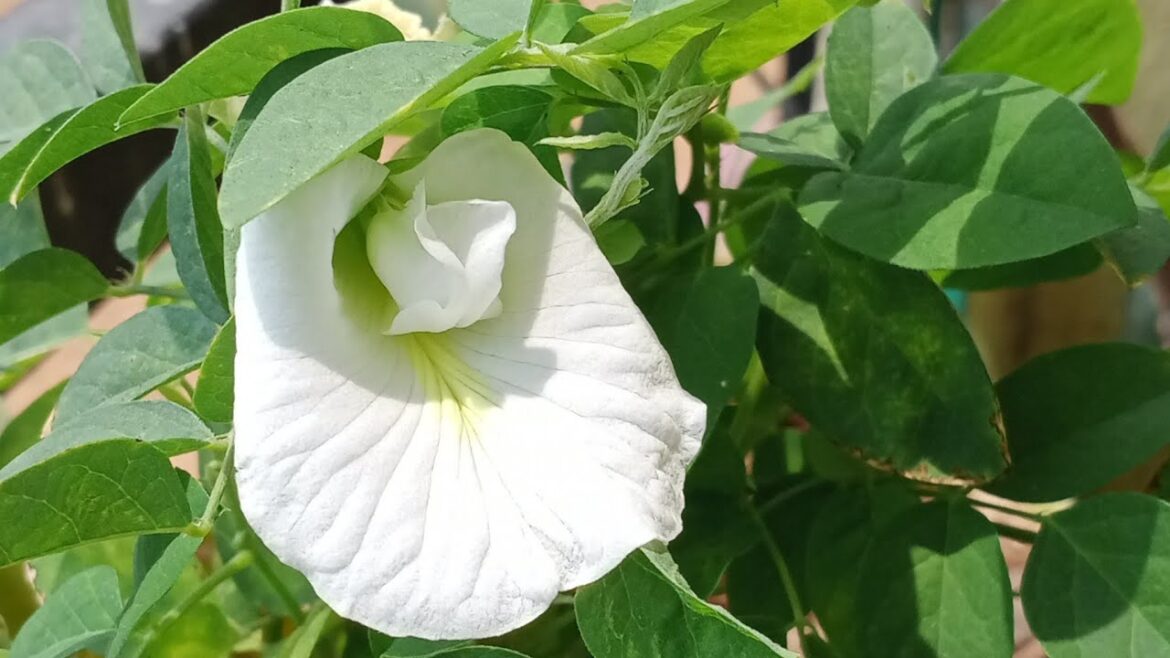 morning view video||flowers on garden||garden on balcony||garden vlogs||container gardening|