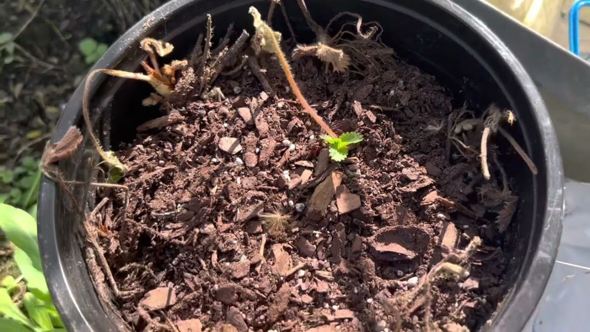 Spring 2023 Garden Direct Sowing/Deck Garden Spring 2023 Garden Direct Sowing/Deck Garden