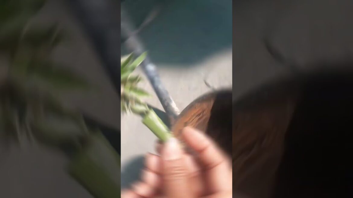 Spider baby plant propagation from cutting #terracegarden #growingplants #gardening #garden #seeds