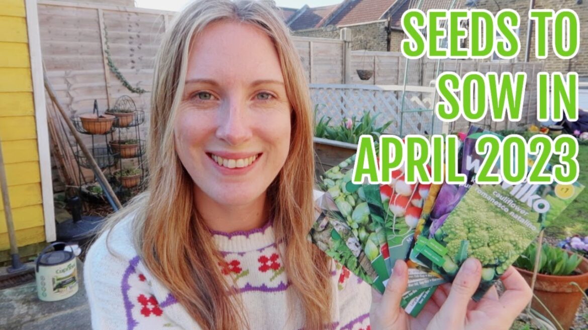 SEEDS TO SOW IN APRIL / ALLOTMENT GARDENING FOR BEGINNERS SEEDS TO SOW IN APRIL / ALLOTMENT GARDENING FOR BEGINNERS