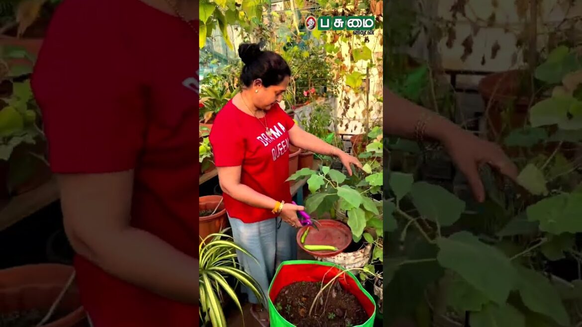 Actress Seetha's Terrace Garden | vegetables Harvest | Organic Food