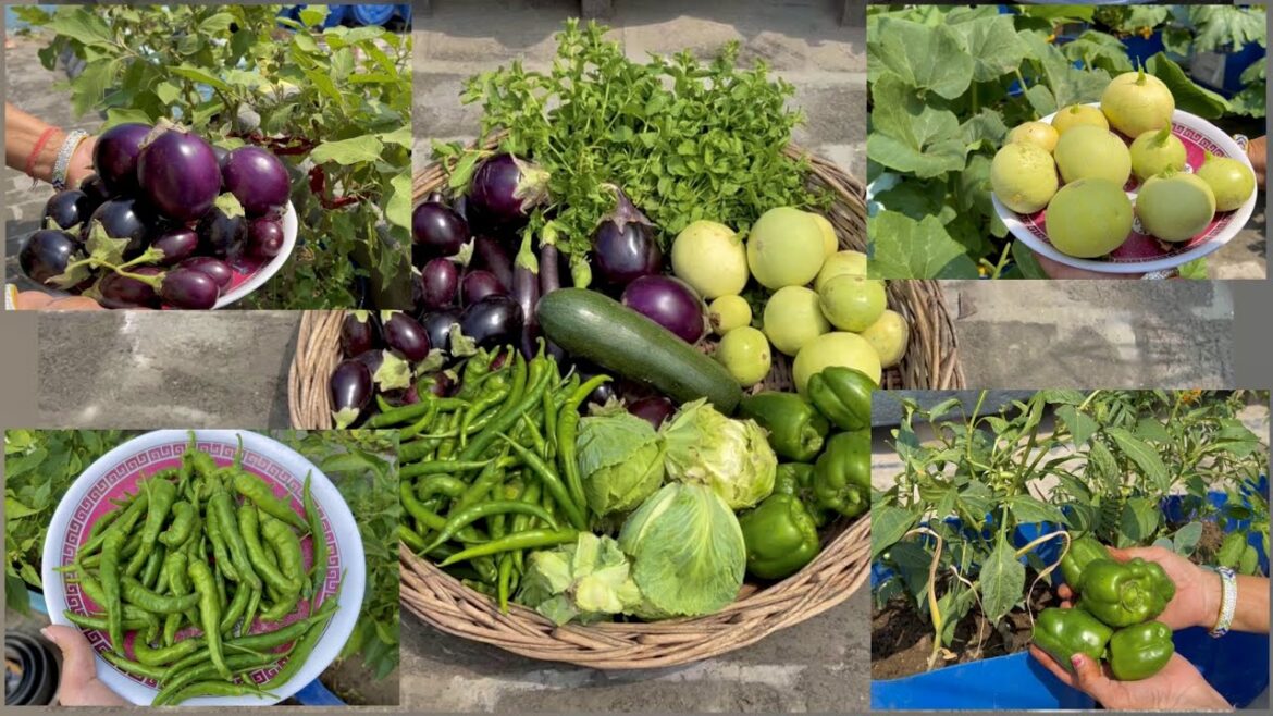 Biggest Harvest Of Organic Winter Vegetables From My Terrace Garden | 2023 Biggest Harvest Of Organic Winter Vegetables From My Terrace Garden | 2023