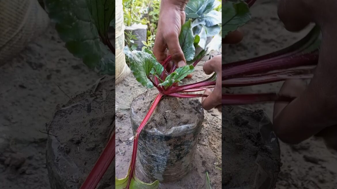 Harvesting beetroot form pot #shorts #short #gardening