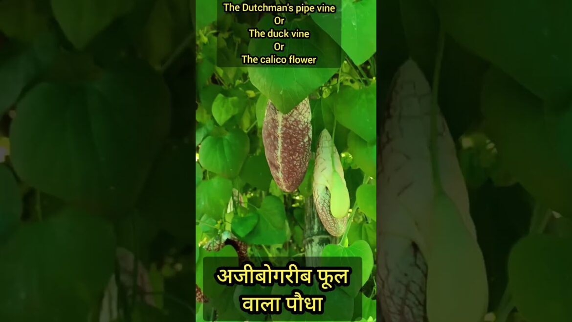 अजीबो गरीब फूल वाला पौधा the Dutchman's pipe vine or the duck vine #shortsfeed #shorts #short