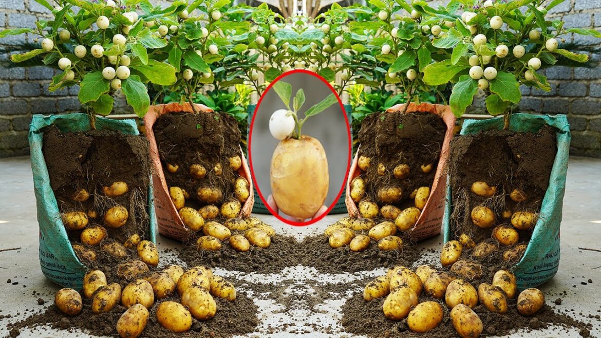 It’s A Surprise To Grow Potatoes And Eggplants 2 In 1 | How To Grow Potatoes In Sacks It's A Surprise To Grow Potatoes And Eggplants 2 In 1 | How To Grow Potatoes In Sacks