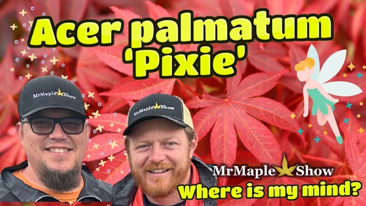 ‘Pixie’ Japanese Maple! How to grow! | Plant Highlight ~ Home & Garden Designs ‘Pixie’ Japanese Maple! How to grow! | Plant Highlight ~ Home & Garden Designs
