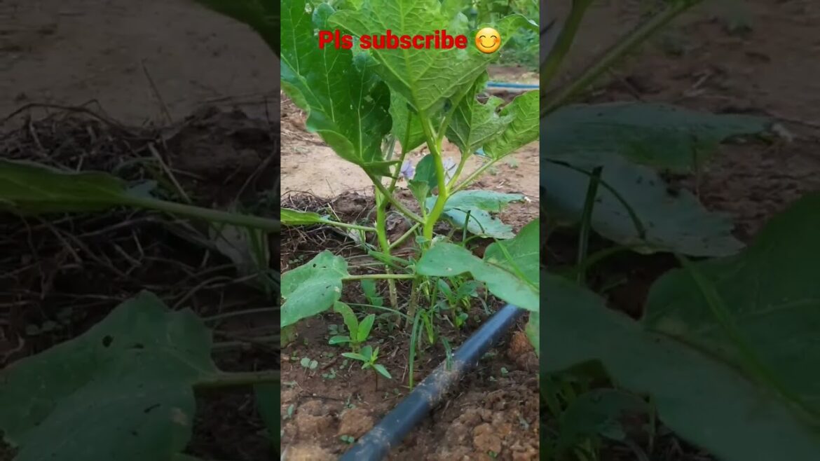 Amazing food/Vegetables /vegetables gardening /#shorts  😊🙂😊😱