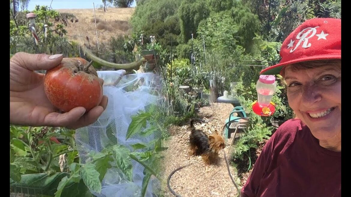 Garden Tips Tour Growing Tomatoes Tree Collard Kale Mint Ginger Papaya
