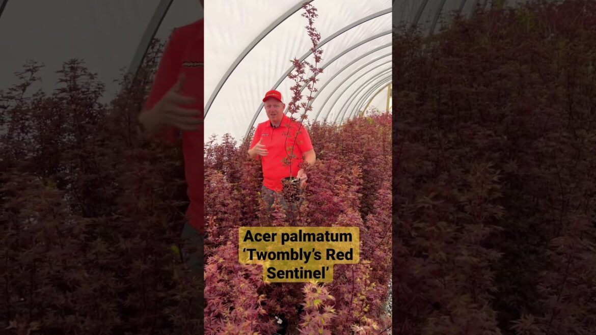 Red Japanese Maples are a classic in the landscape! #mrmaple #garden #japanesemaple Red Japanese Maples are a classic in the landscape! #mrmaple #garden #japanesemaple