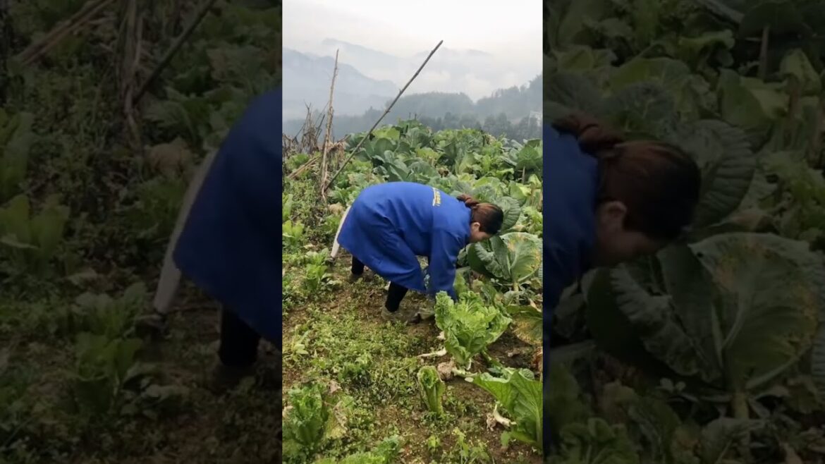 Cabbage farming in the mountain #lifestyle #gardening  G4484