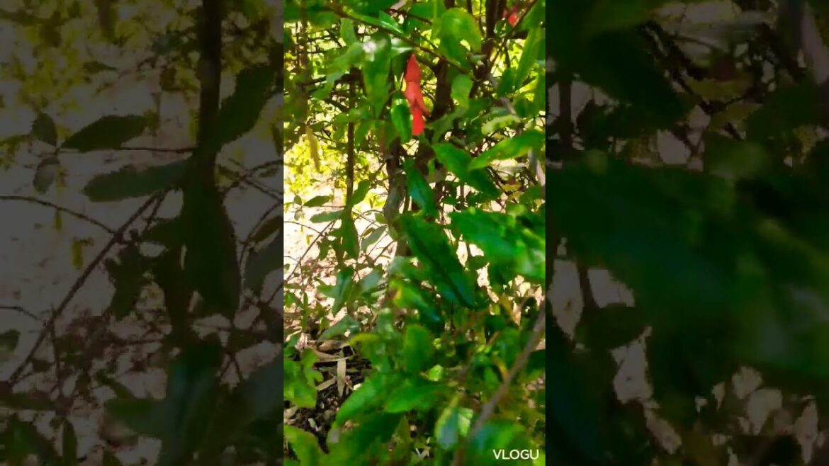 Gardening tips for beginners !! #homegarden #shorts Gardening tips for beginners !! #homegarden #shorts