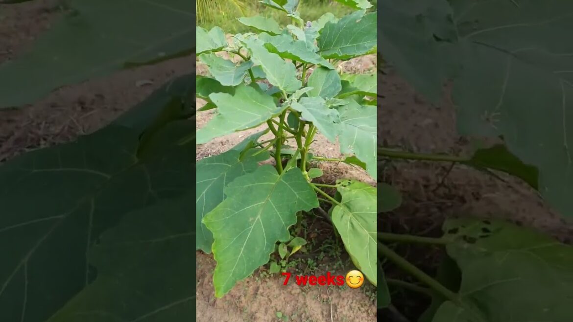 vegetables / vegetables growing / home gardening😊