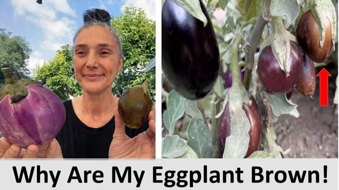 Why Are My Eggplant Turning Brown? Backyard Garden Problems & How to Fix It | Summer Gardening Tips Why Are My Eggplant Turning Brown? Backyard Garden Problems & How to Fix It | Summer Gardening Tips