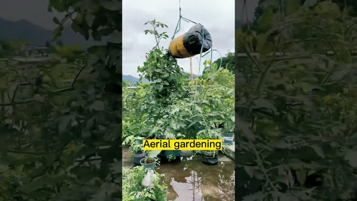 Growing a Garden in the Sky： Innovative Planting