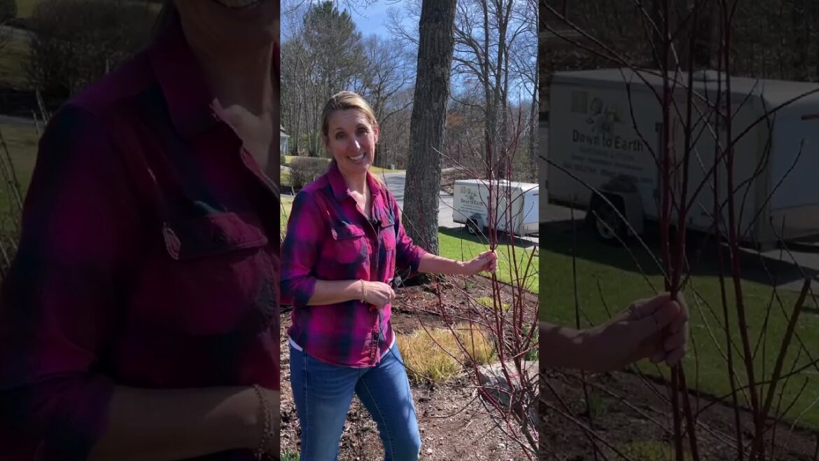 Gardening Quick Tip #1: Secret to Keeping Your Red Twig Dogwood RED! 😍 ❤️