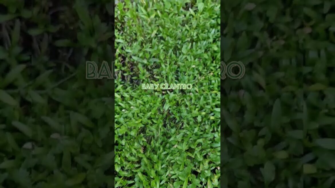 Cilantro🌿 #Herb #Aromatic #Coriander #Apiaceae #Edible #ChineseParsley #Plant