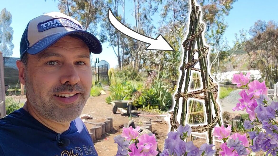 California Garden TV: Planting Sweet Peas // DIY Free Trellis Planting Sweet Peas // DIY Free Trellis