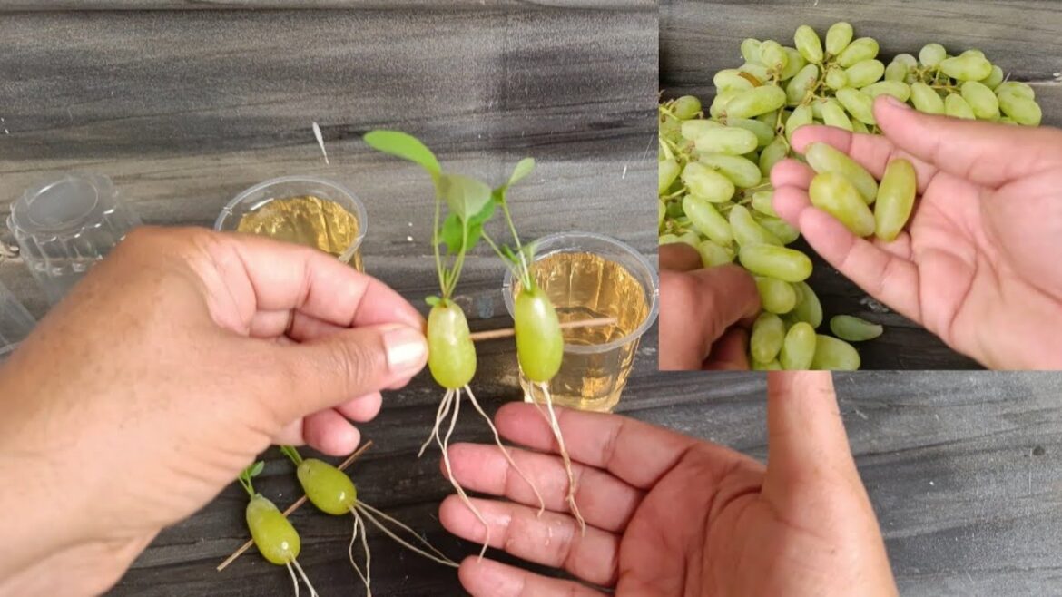 Simple method propagate grape tree with water, growing grape tree at home|बढ़ता हुआ अंगूर का पेड़ Simple method propagate grape tree with water, growing grape tree at home|बढ़ता हुआ अंगूर का पेड़