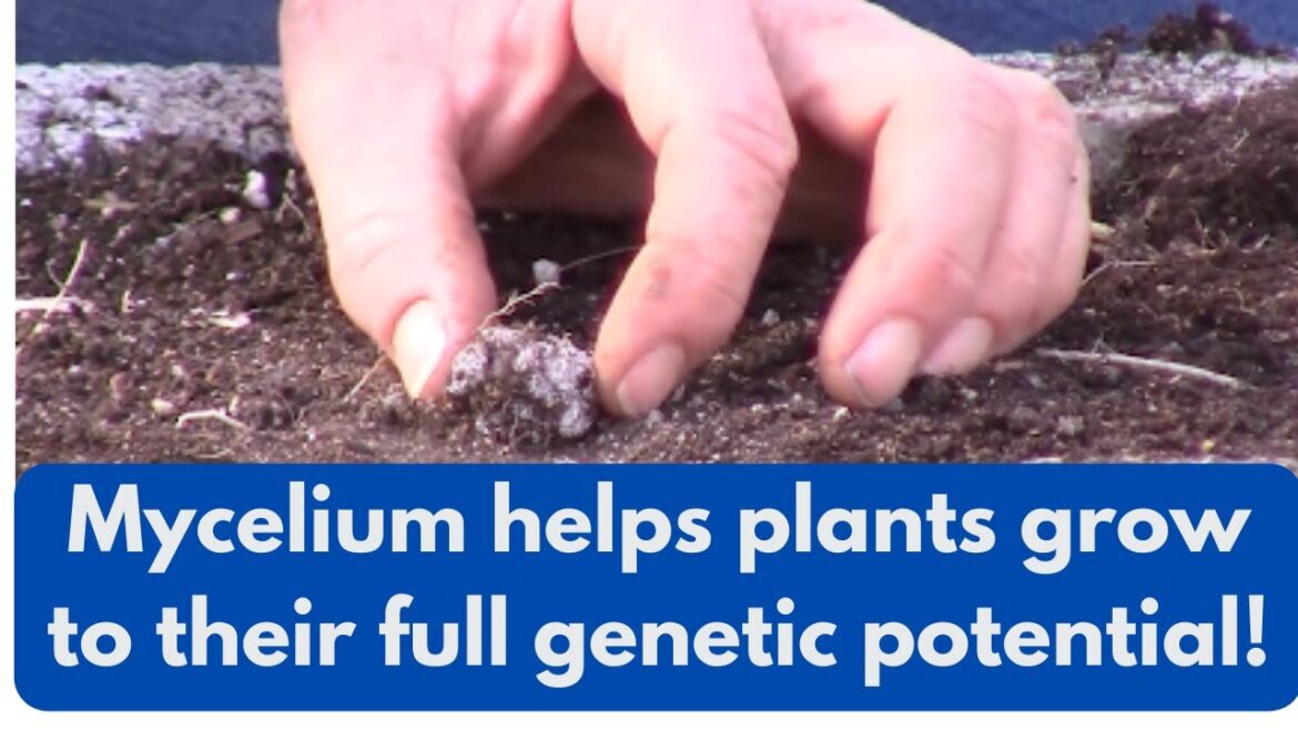 Learn how Mycelium helps the plants grow to their full genetic potential! Learn how Mycelium helps the plants grow to their full genetic potential!