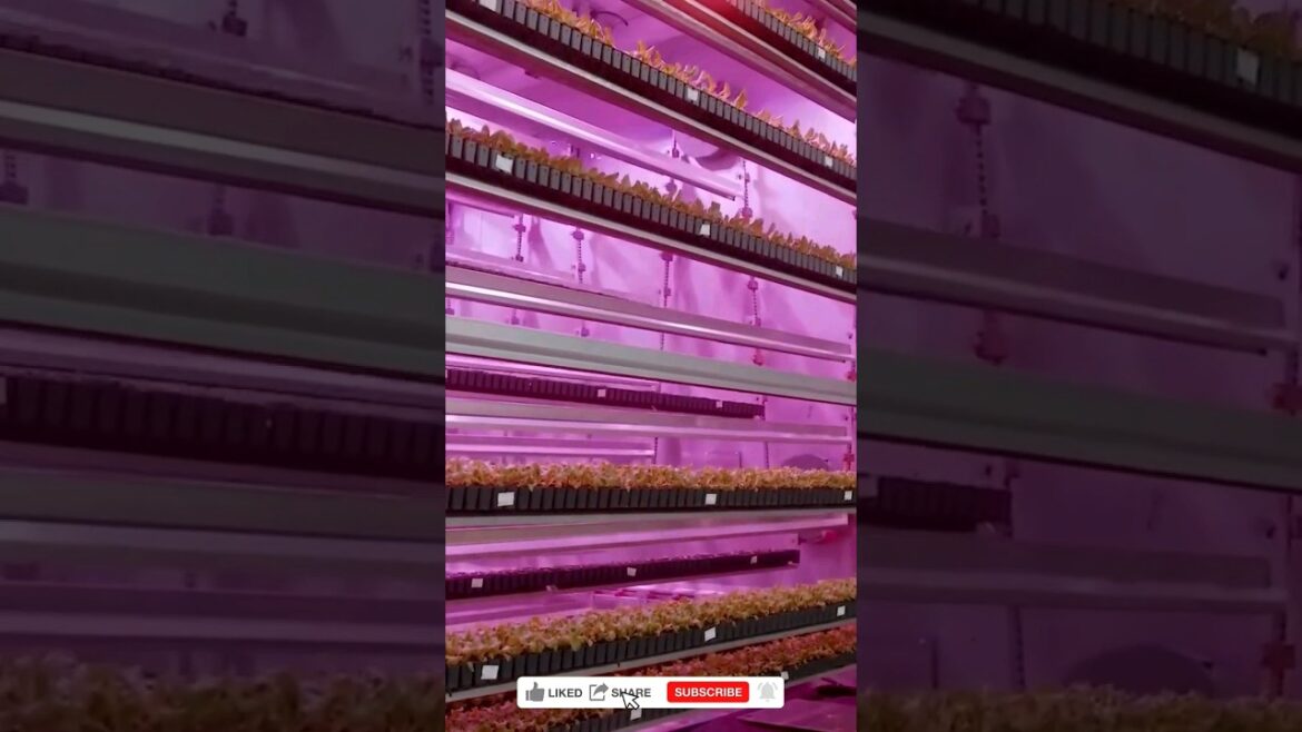 CubicFarms ｜Controlled growing environment for plants