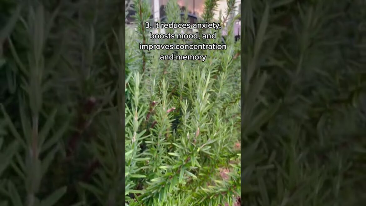 Rosemary Health Benefits #homegrown #organic #growyourownfood #growmyownfood