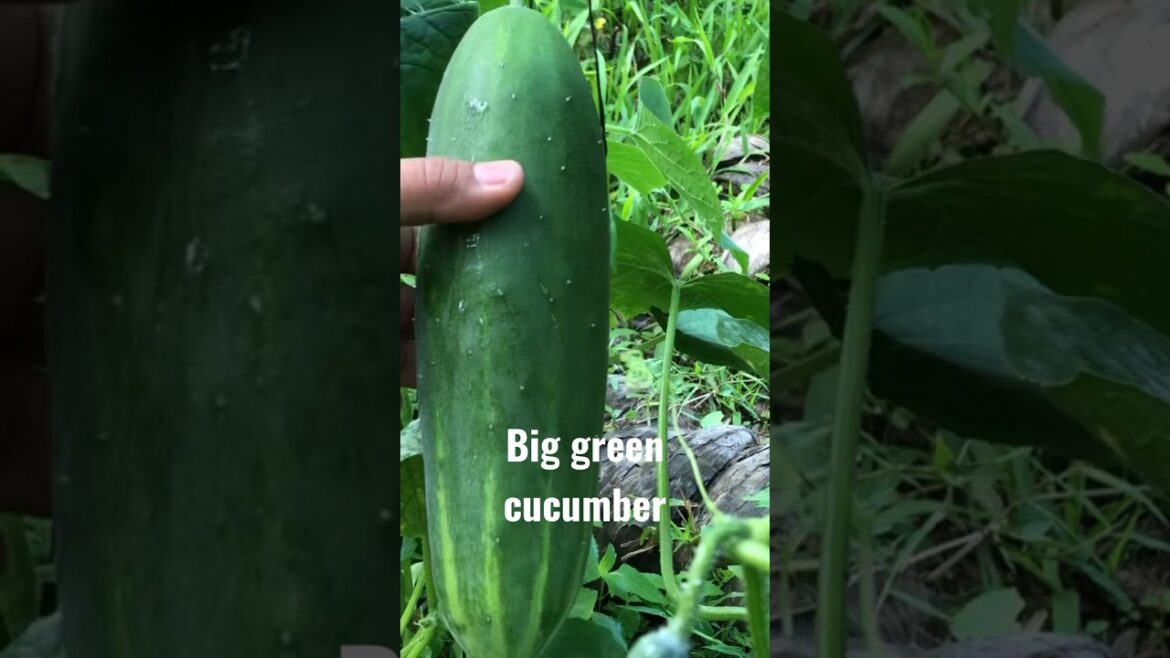 You won’t believe, how I grow this cucumber