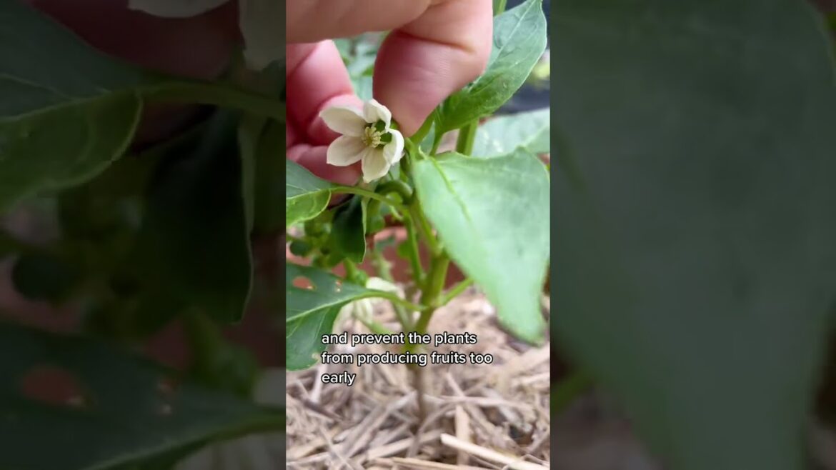 Garden to Table #growyourownfood #homegrown