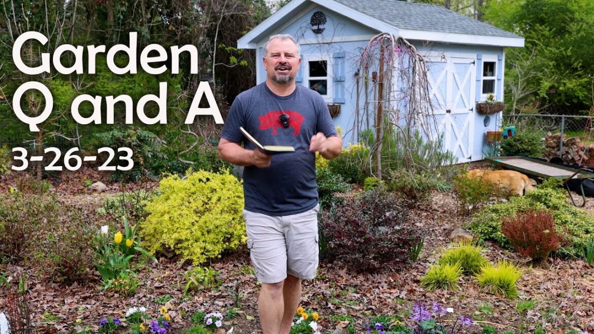 Great Garden Questions Answered – Pruning Damaged Plants, Disposing of Weeds, Planting Under Oaks Great Garden Questions Answered - Pruning Damaged Plants, Disposing of Weeds, Planting Under Oaks