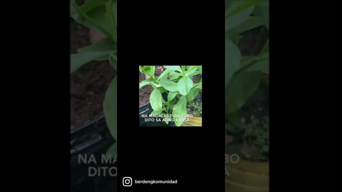 #Waterleaf o #Talinum - #Edible #plants for your #tropical #urban #garden 🌱