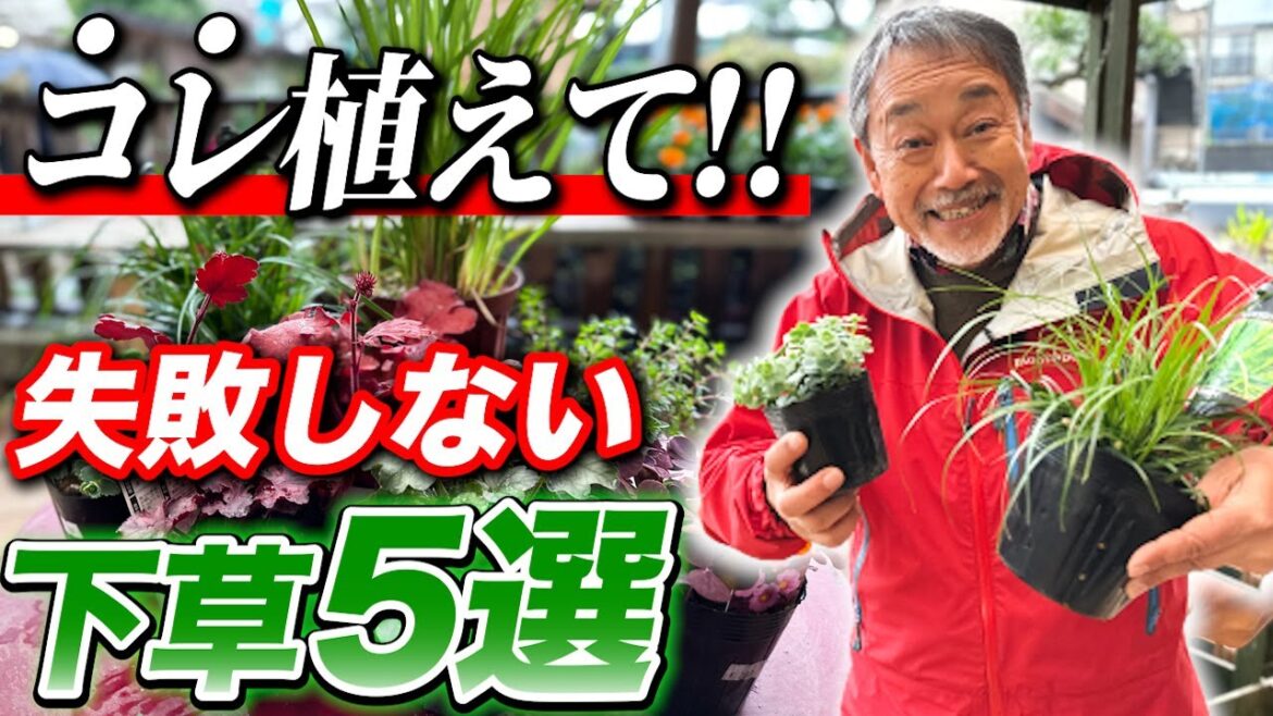 【庭好き必見】下草選びで迷っている方はこれをみれば解決!失敗しない下草5選を紹介!【お庭】【ガーデンデザイン】 【庭好き必見】下草選びで迷っている方はこれをみれば解決!失敗しない下草5選を紹介!【お庭】【ガーデンデザイン】
