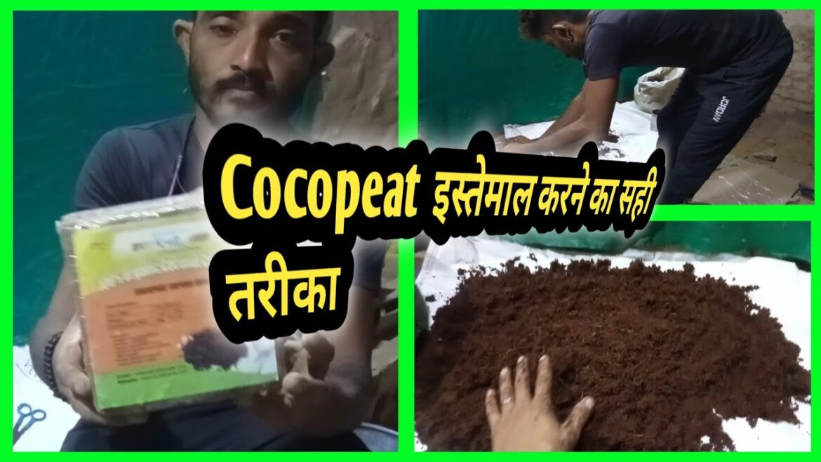 cocopeat kaise istemal karen sahi tarika Jane । Avtar Singh home gardening tips cocopeat kaise istemal karen sahi tarika Jane । Avtar Singh home gardening tips