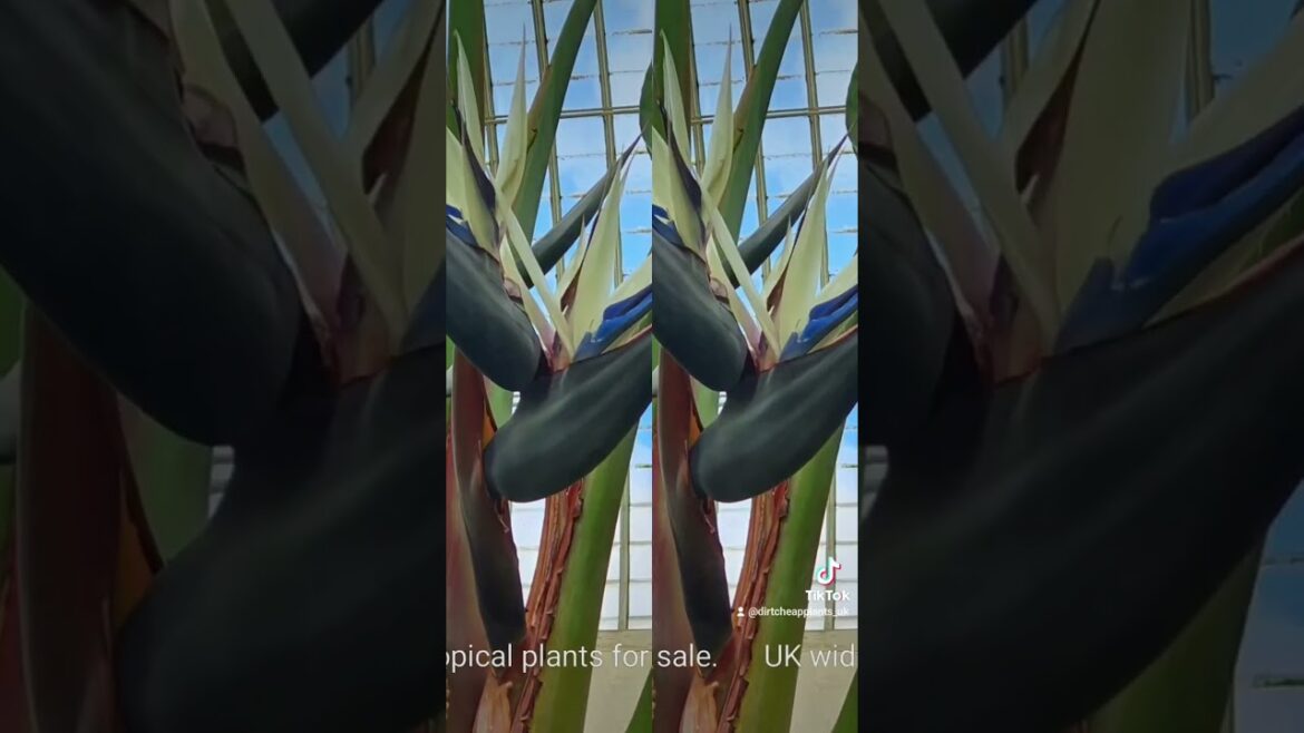 Tropical garden Tips Www.dirtcheapplants.com