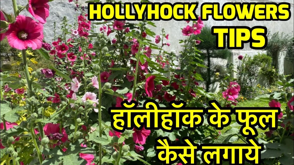 Gardening tips | Hollyhock @greatnanda #vikrantnanda #viral #viralvideo #vlog #garden