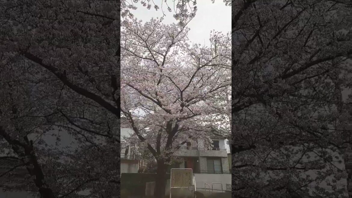 Japanese cherry blossoms