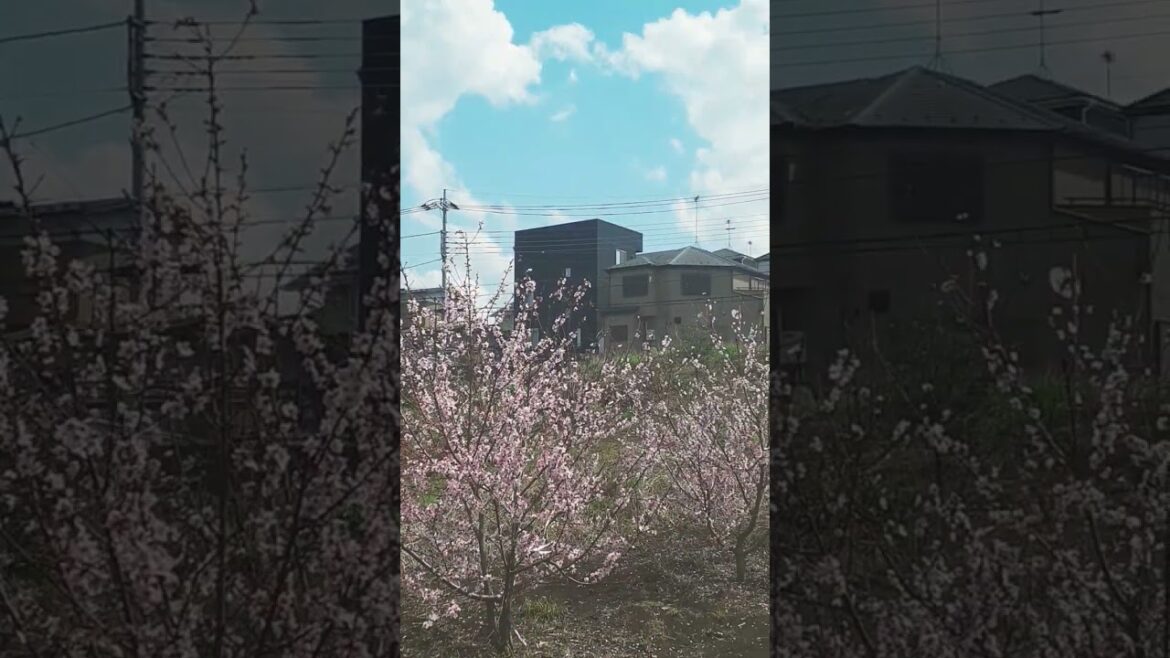 Japanese cherry blossoms