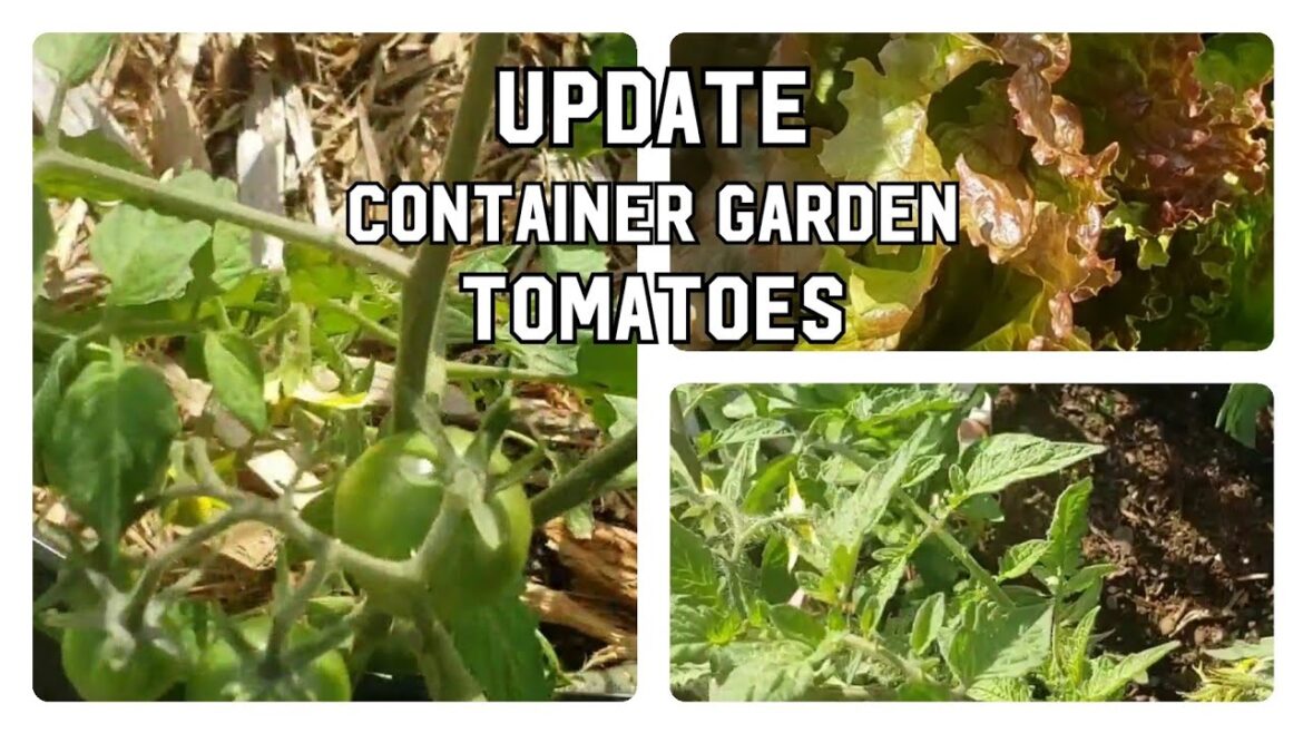 Watch me Grow! Tomatoes, Peppers and Lettuce: A Container Garden Update #gardening #homesteading