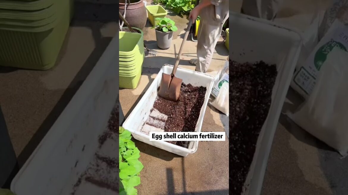 Homemade Eggshell Calcium Fertilizer