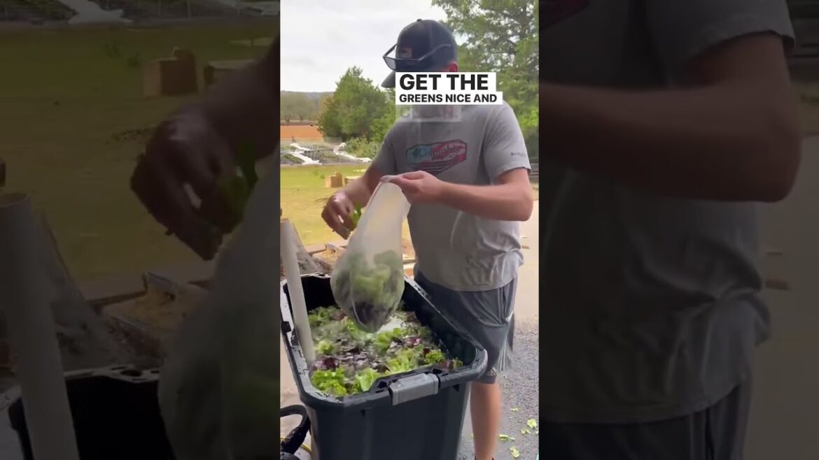 Here is how we wash and dry lettuce on our farm