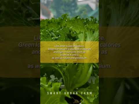 Lettuce may have different appearance and texture Lettuce may have different appearance and texture