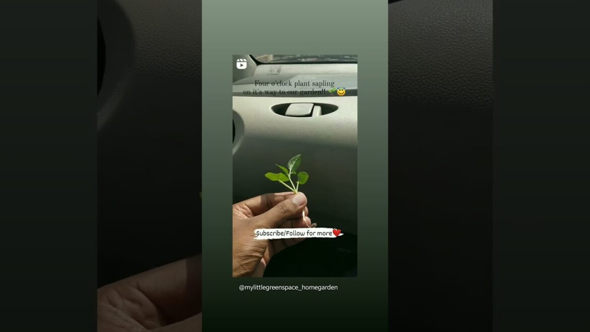 Saplings on it's way to our garden | #shorts