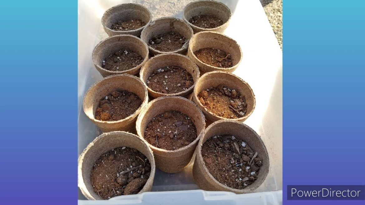 Gardening 101: How To Start A Home Garden (Preview) | Growing Garden From Seeds and Kitchen Scraps