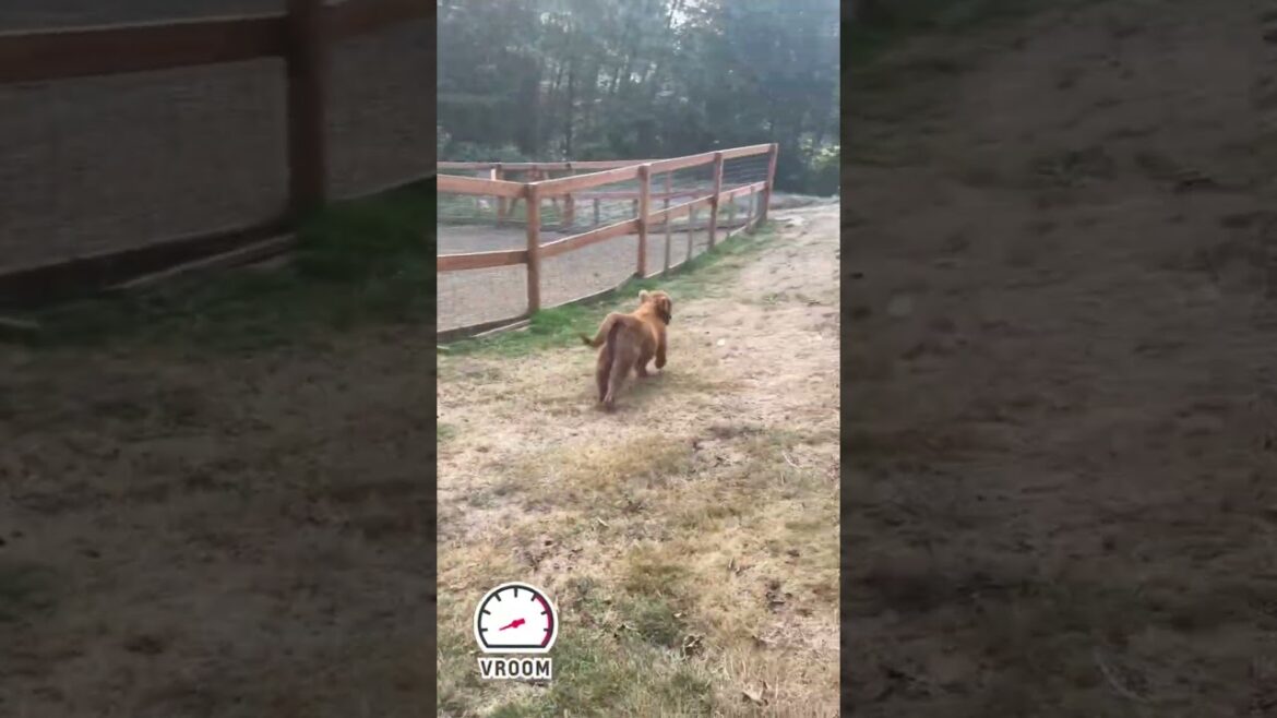 Hoss has a need for speed 🚗 💨  ： ： #krullfarm