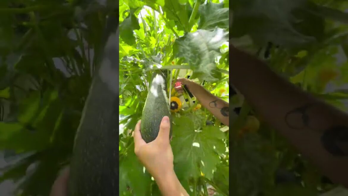 Abundance of zucchinis and basil grown on aeropond Abundance of zucchinis and basil grown on aeropond