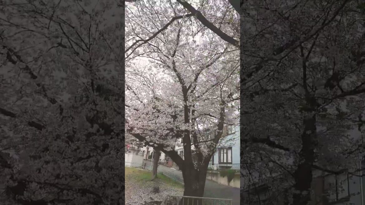 Japanese cherry blossoms