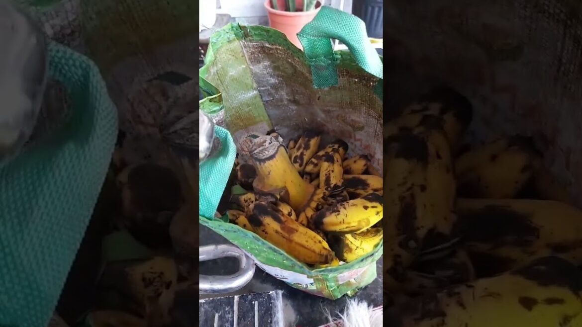 How to make Compost #compost #garden #tips #shortsfeed #youtube