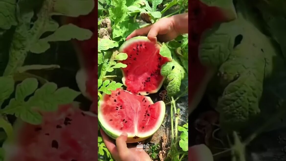 Best Oddly Satisfying Video & Relaxing Music | watermelon fruit cutting video #viralvideo #shorts #7