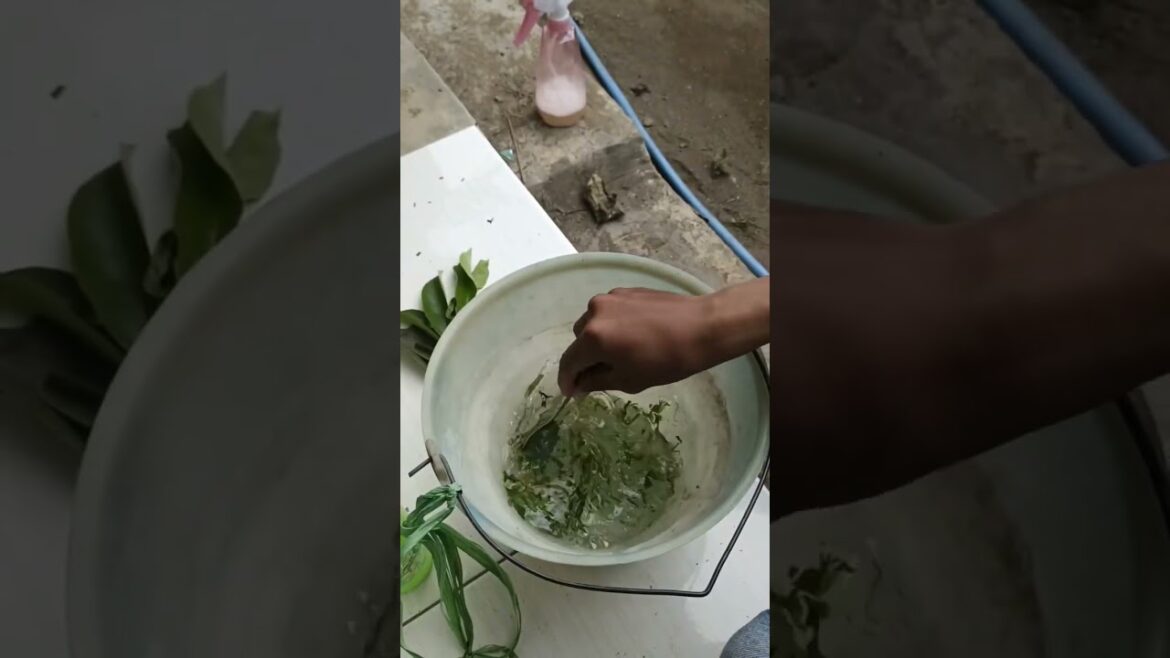 Cara mengatasi keriting daun cabai secara alami 7147276511991696666